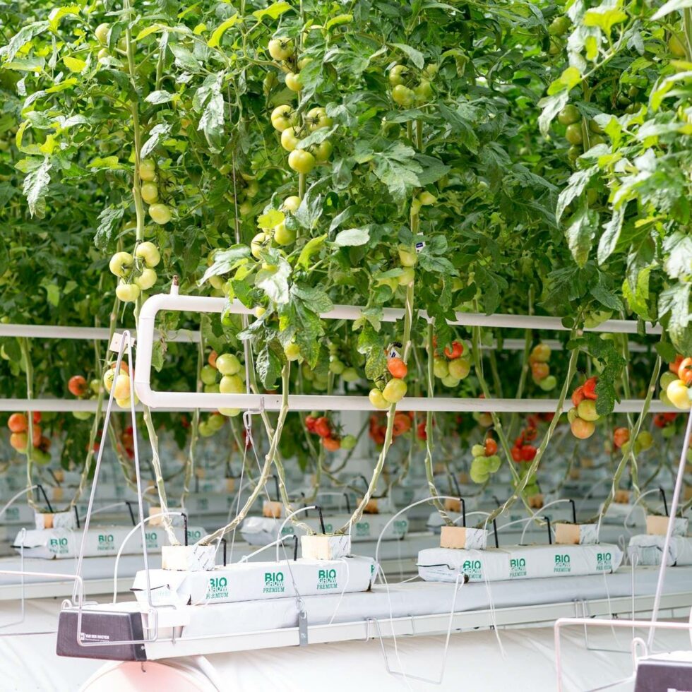 BIOGROW - Biogrow