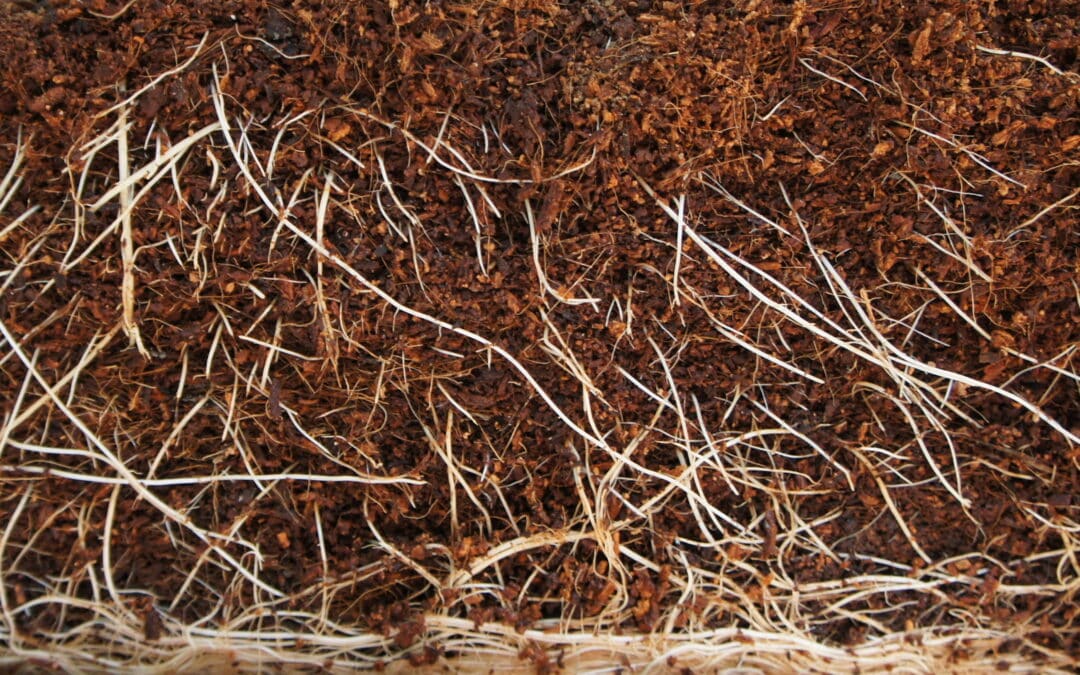 Agrobacterium (hairy root disease)