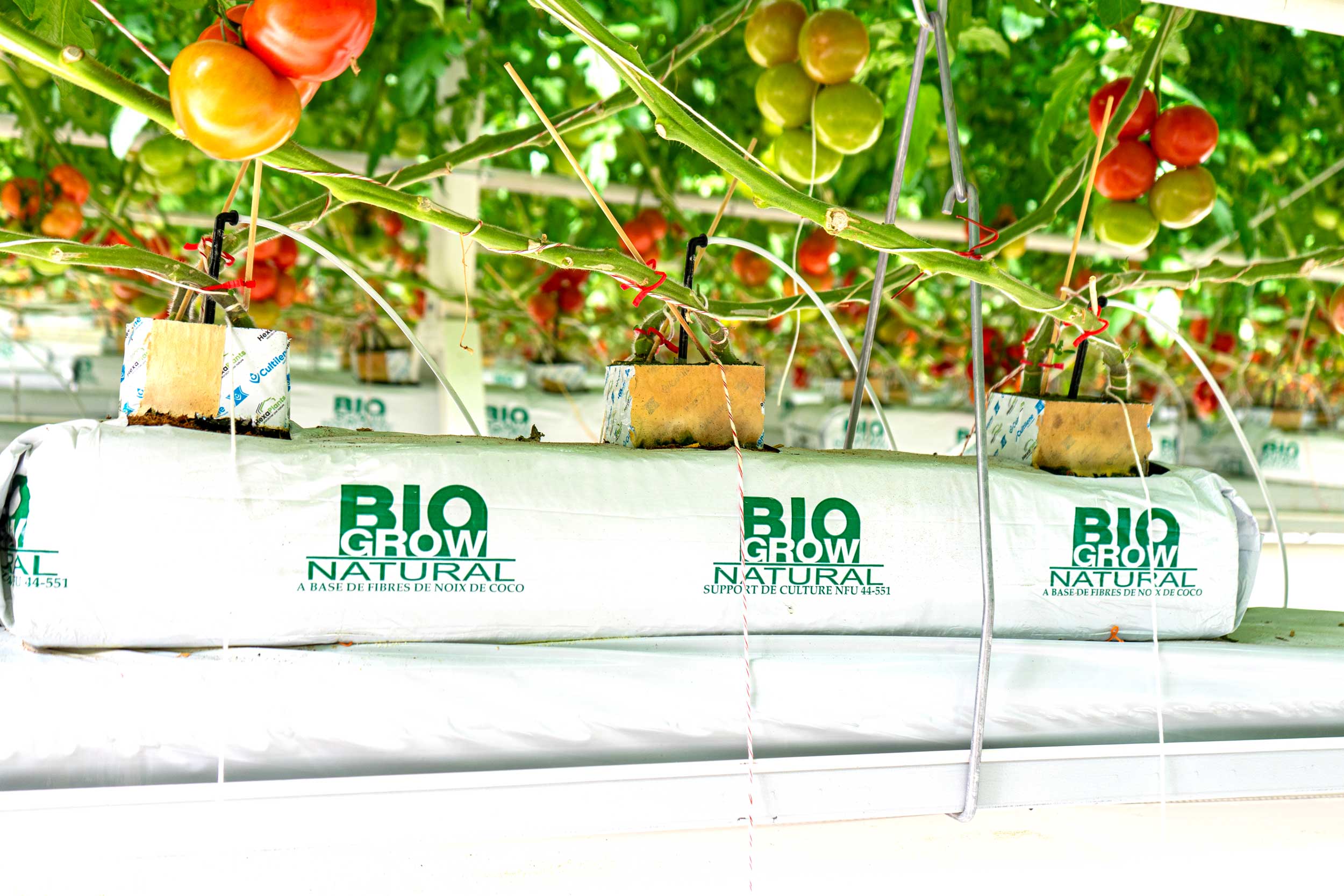 Biogrow substrate slab installed in a greenhouse