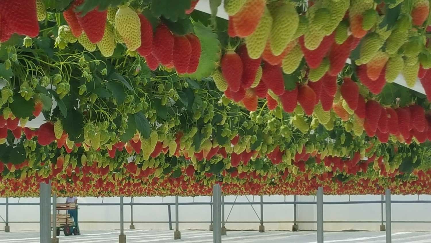 Strawberry substrate cultivation under controlled conditions