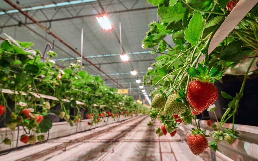 Pestalotiopsis on strawberry: against this fungus, prevention is your only real weapon.