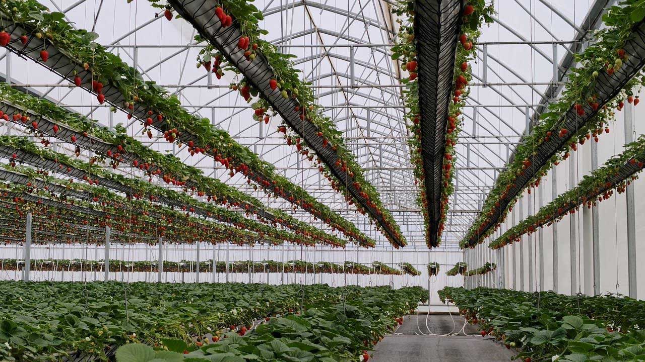 Plants de fraisiers en culture sous abris