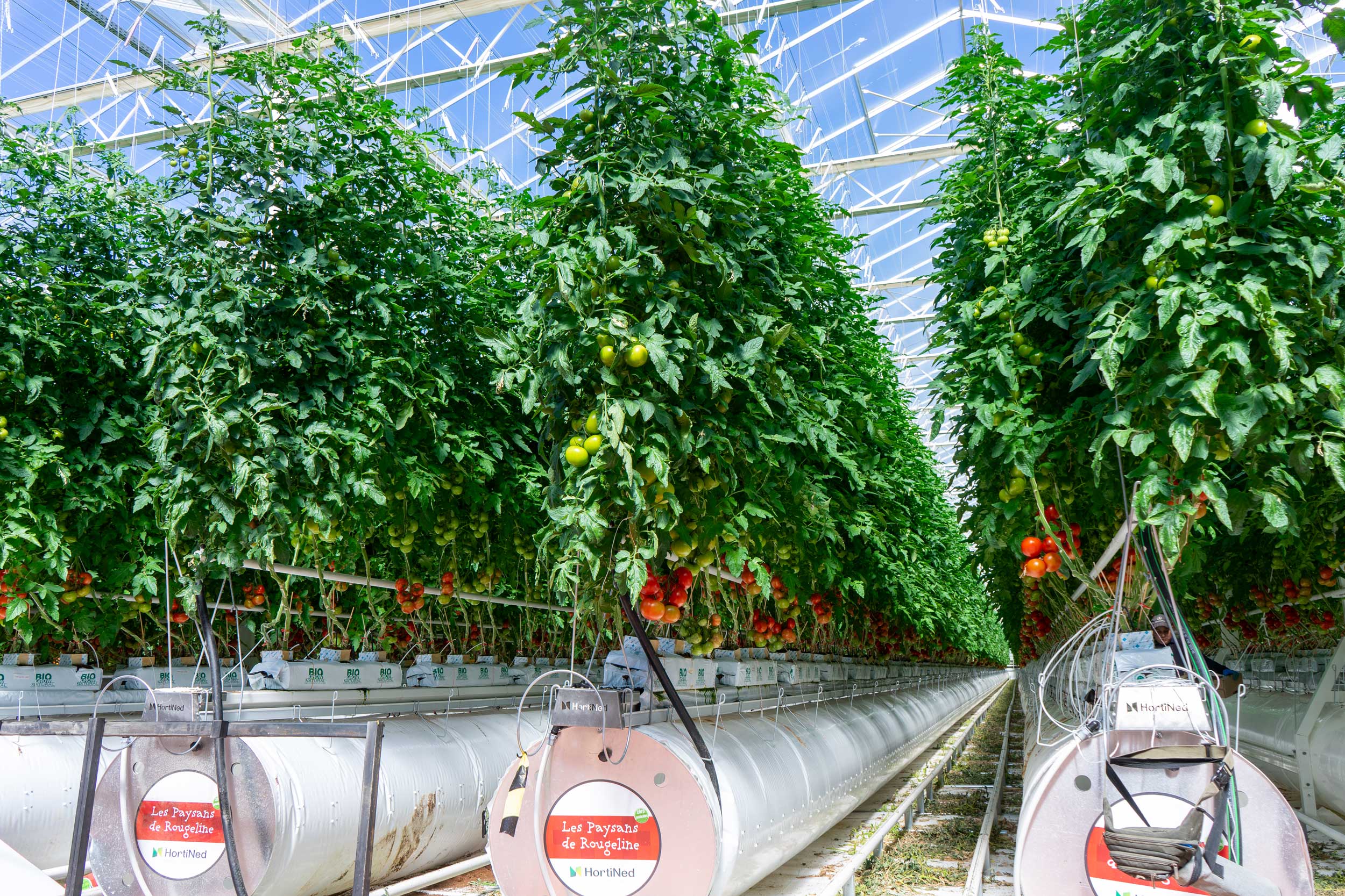 ULTRA substrate field trial in commercial tomato greenhouse