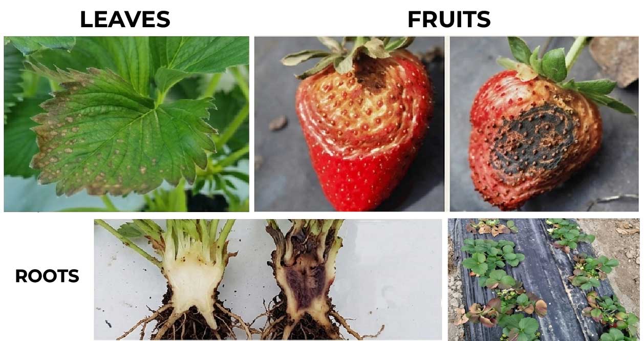 Foliar symptoms of Pestalotiopsis on strawberry plant