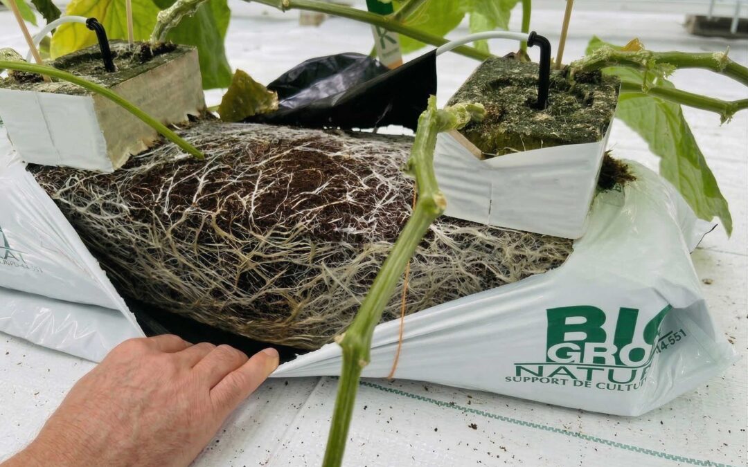 The ULTRA substrate: our next generation of highly reactive growing bags.