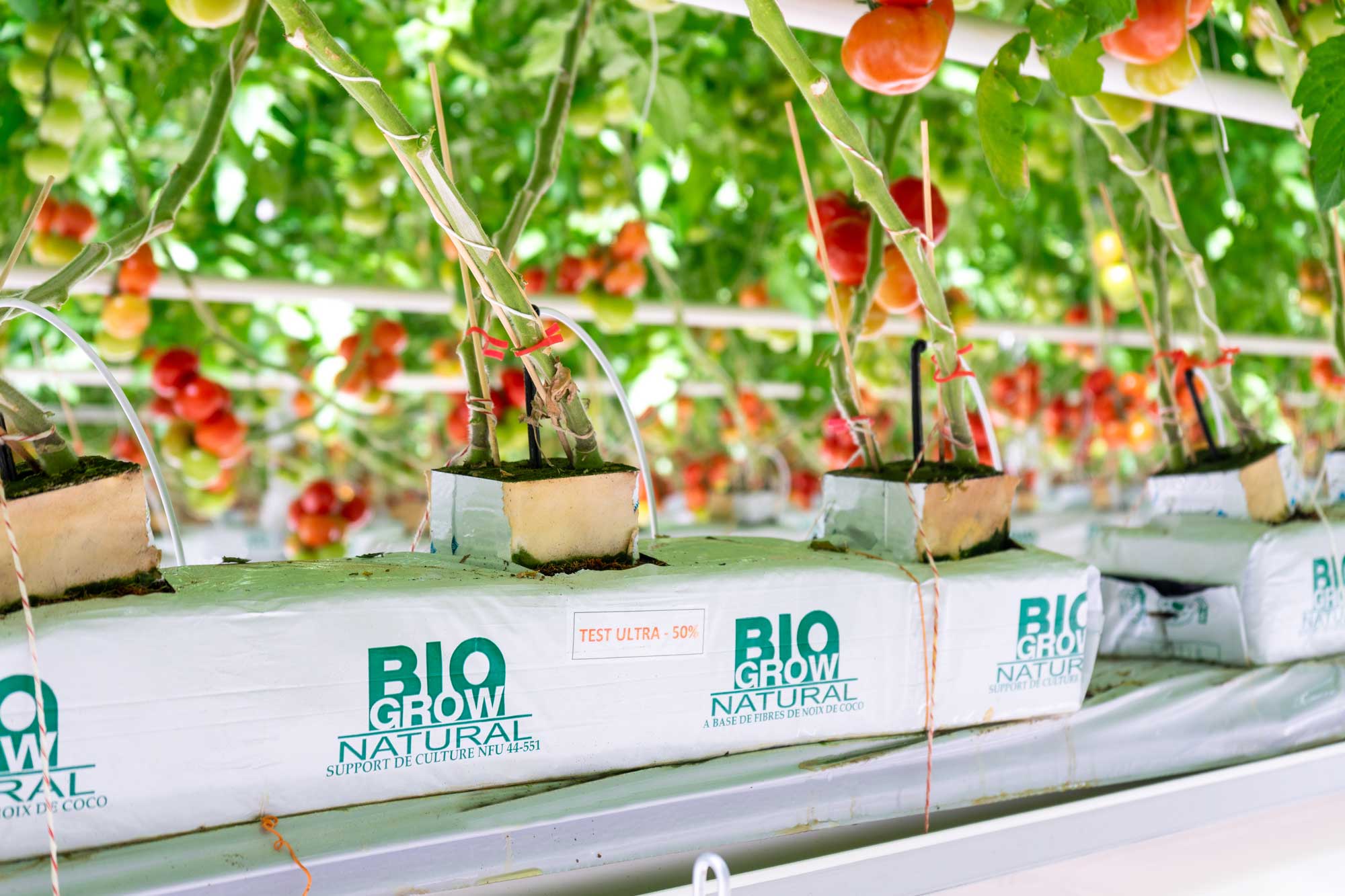 Biogrow ULTRA growing bags in greenhouse production